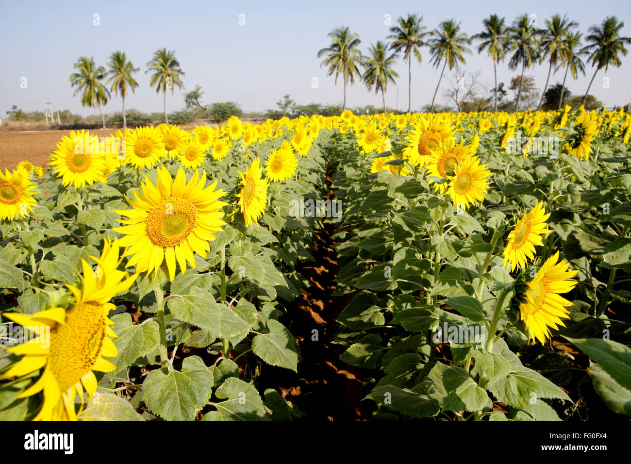 Sunflowers growing in field , Karnataka , India , Asia Stock Photo Alamy