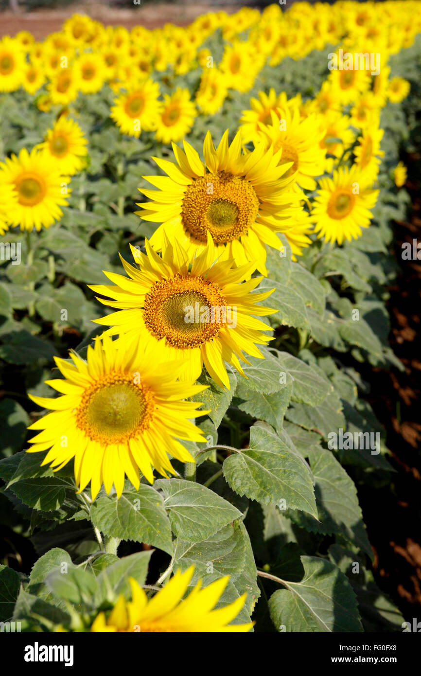 Sunflowers growing in field , Karnataka , India , Asia , Asia Stock