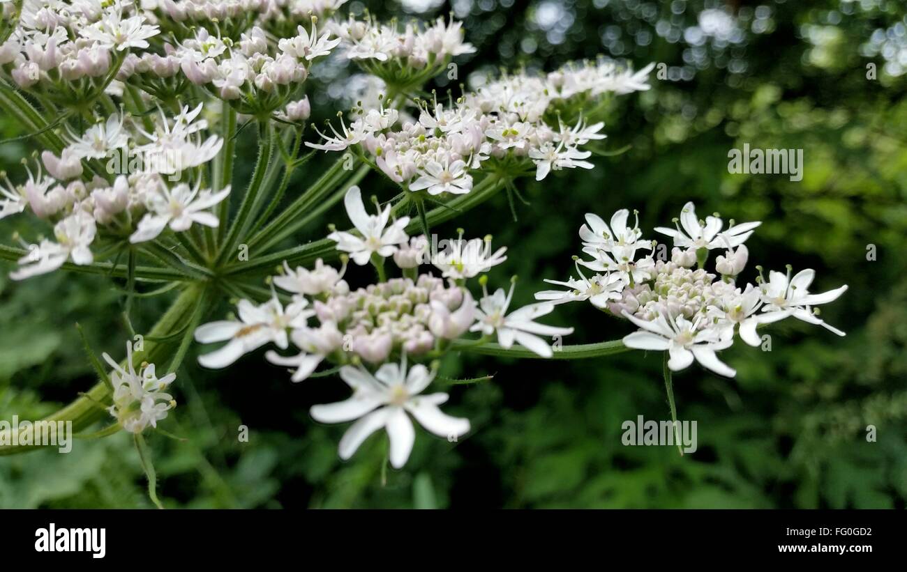 Season with parsley hires stock photography and images Alamy