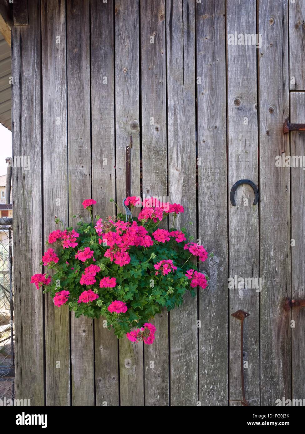 Pink hanging flowers hires stock photography and images Alamy