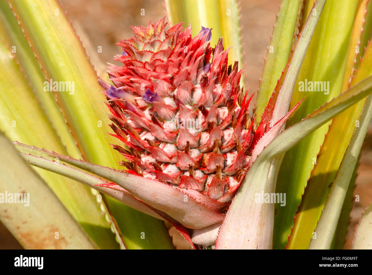 Pineapple fruit plant, Village Jambhulwadi , Pen, Raigad District