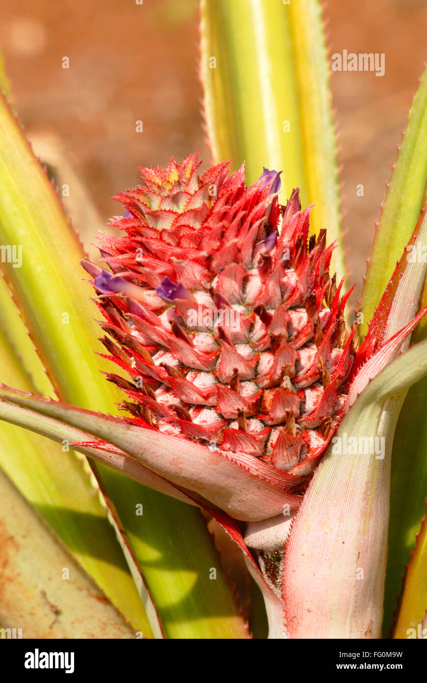 Pineapple plant with red color fruit cash crop , Village Jambhulwadi , Pen, Raigad District , Maharashtra , India Stock Photo