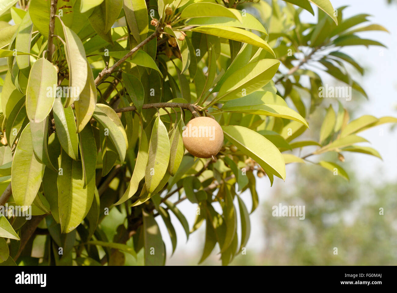 Chiku sapota sapodilla sweetish thin brown skin fruit on tree cash crop , Village Jambhulwadi , Pen, Raigad Maharashtra Stock Photo