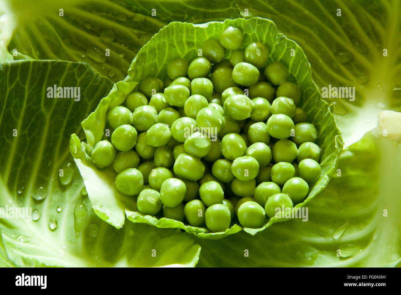 Vegetable , green peas mutter Pisum sativum in cabbage leaf Stock Photo