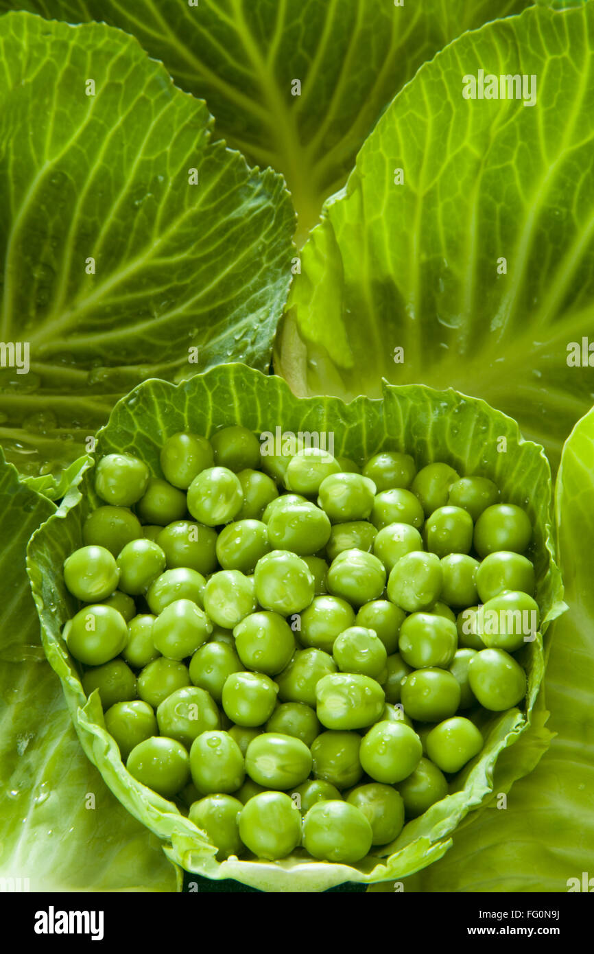 Vegetable , green peas mutter Pisum sativum in cabbage leaf Stock Photo