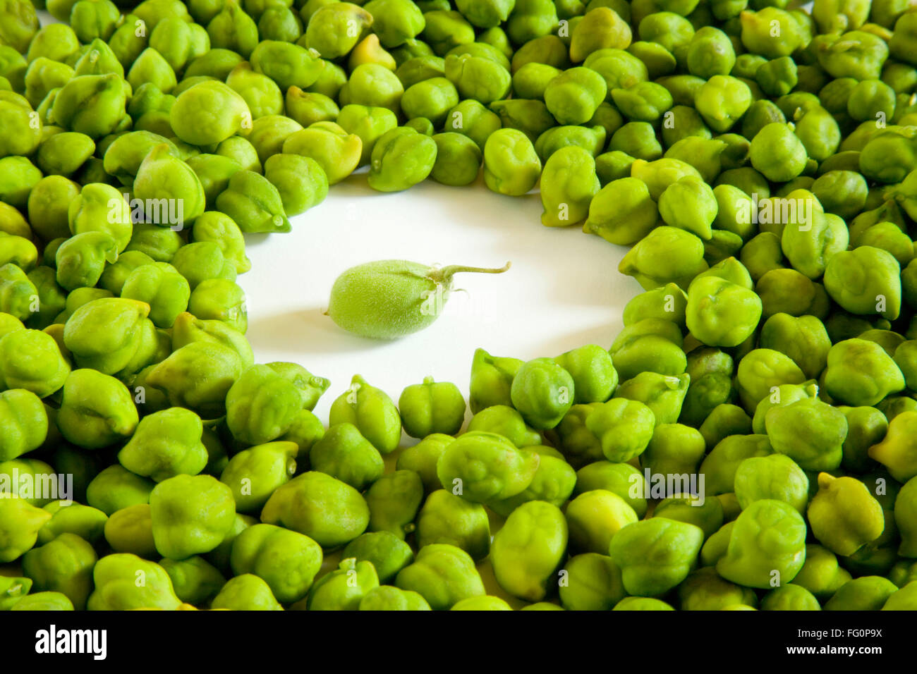 Grain , pulses fresh unpeel with peel green chickpeas hara chana cicer
