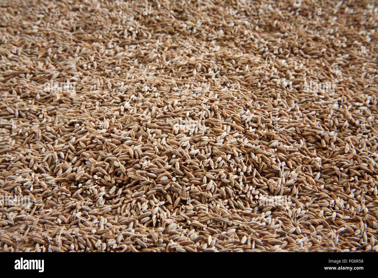 Indian spice , Cumin Seeds Jeera Cuminum cyminum Stock Photo Alamy