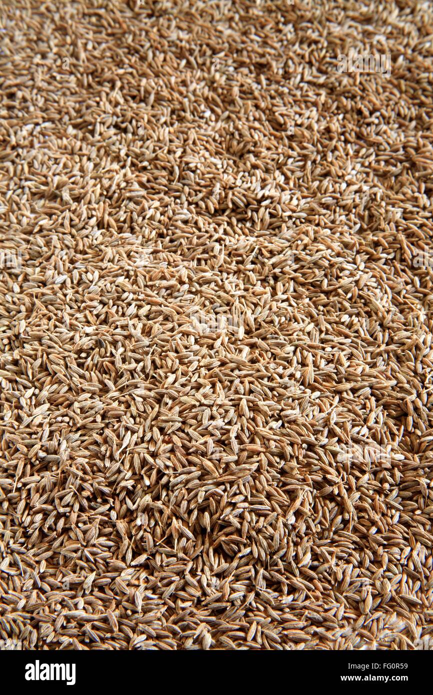 Indian spice , Cumin Seeds Jeera Cuminum cyminum Stock Photo Alamy
