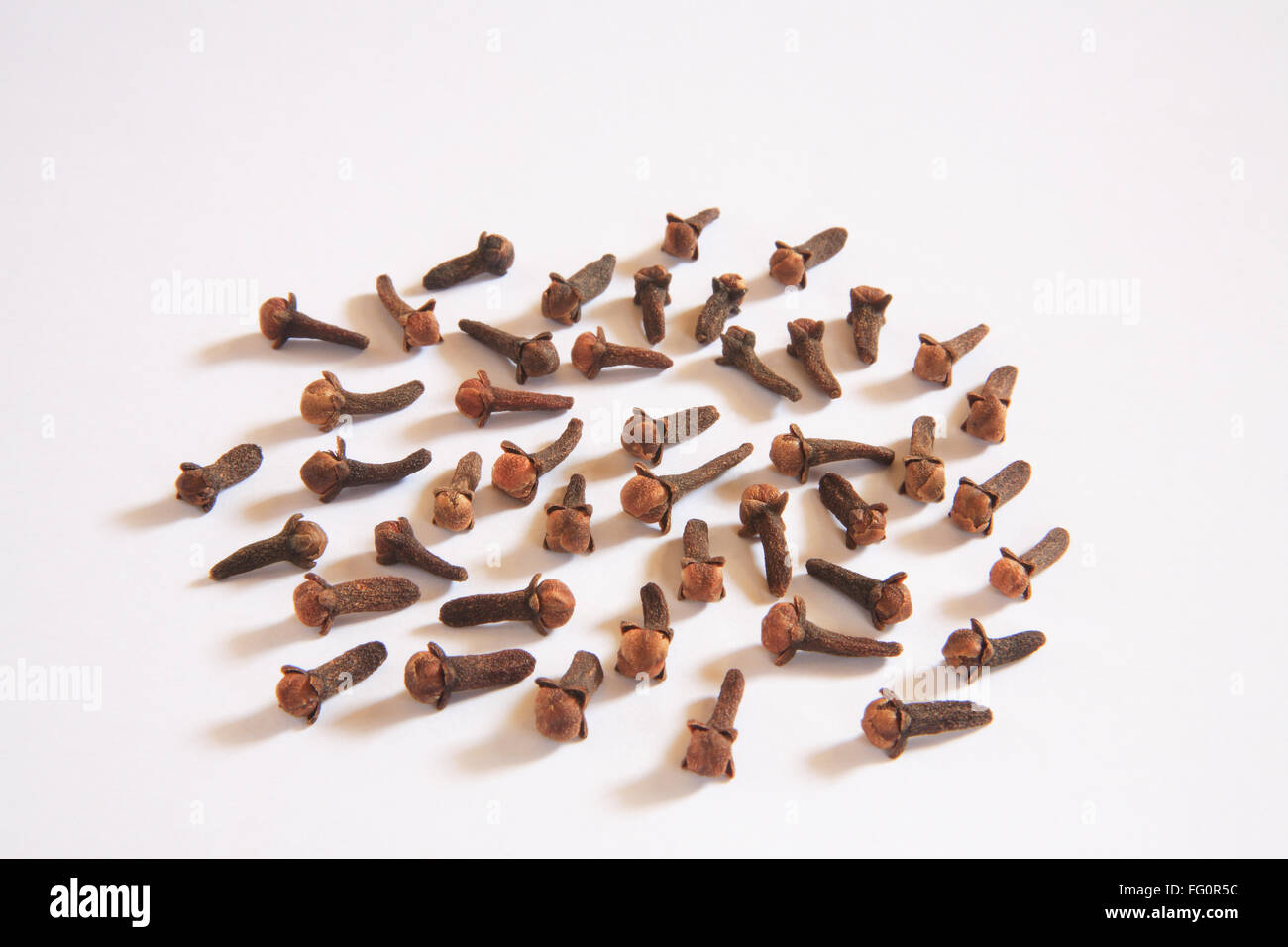 Indian spice , dried Cloves buds Laung Eugenia caryophyllus Syzygium