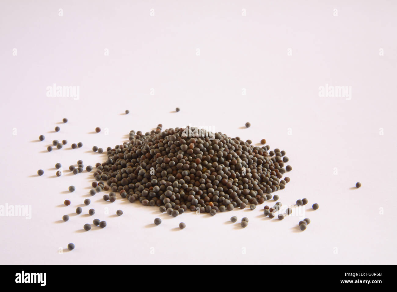 Indian spice , Black Mustard seeds Rai Brassica nigra Brassica juncea