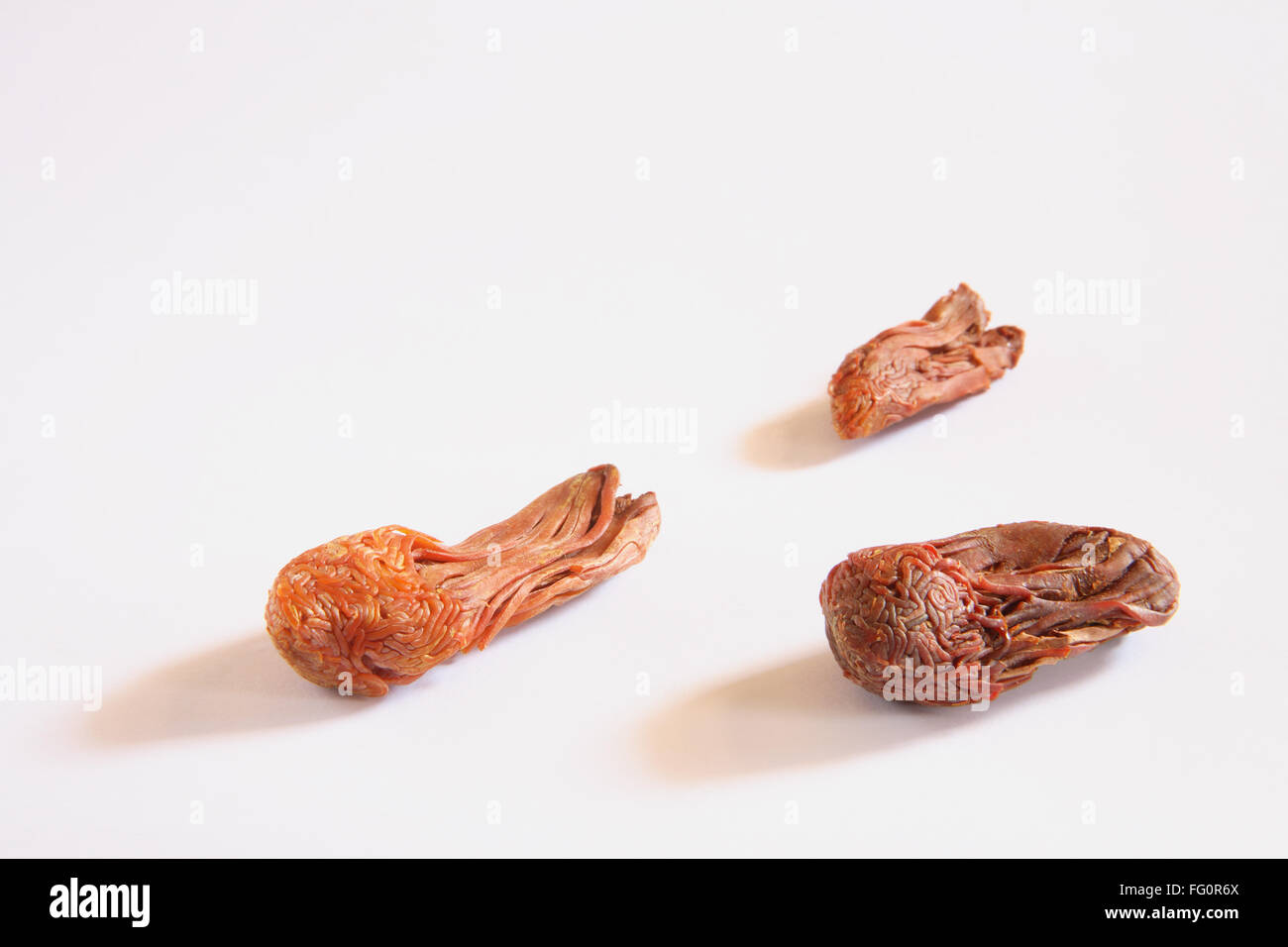 Indian spice , Mace Javitri Myristica fragrance on white background