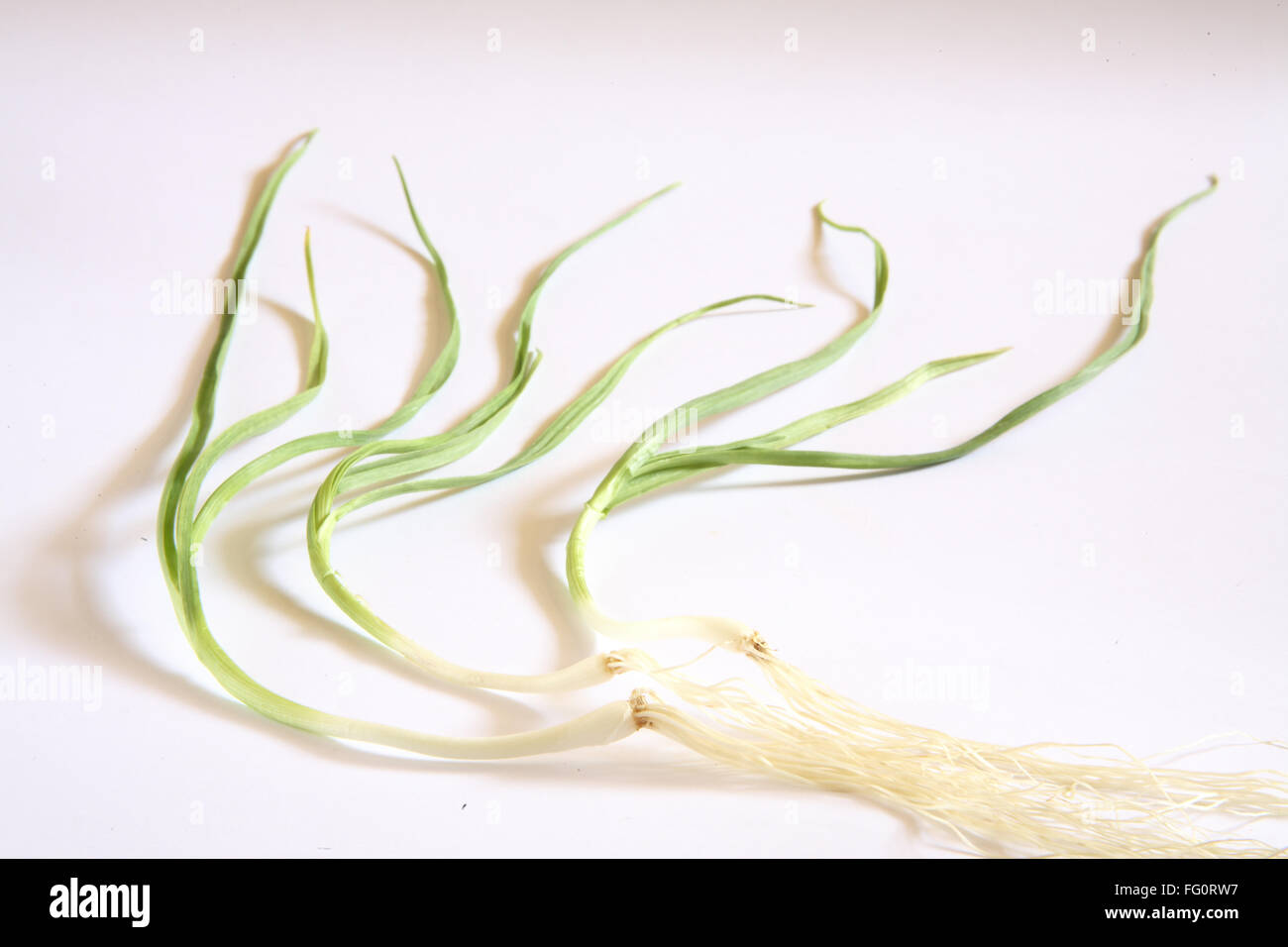 Indian spice , fresh green Garlic leaves with root Lahsun Allium