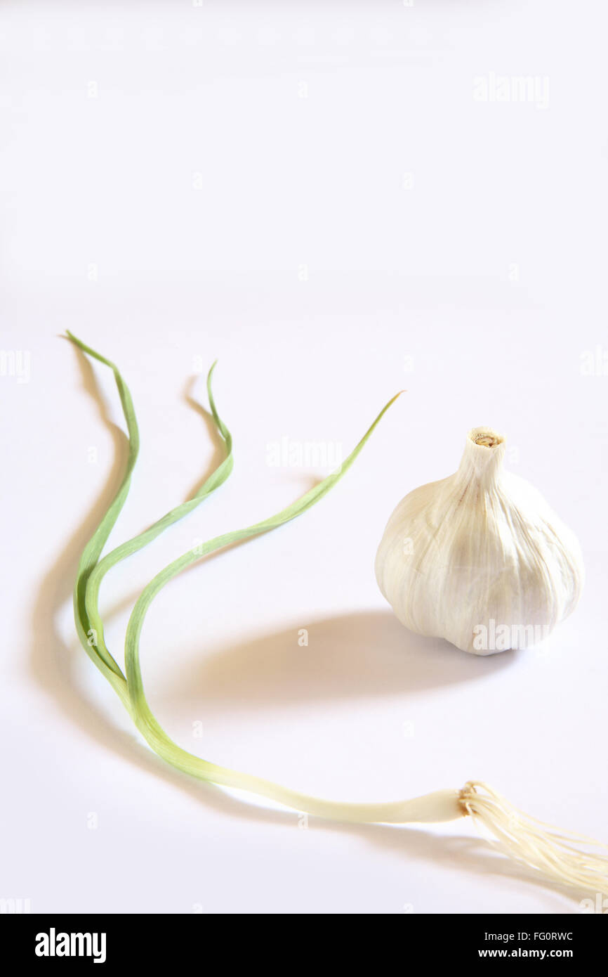 Indian spice , fresh green garlic leaves with root and bulbs Lahsun