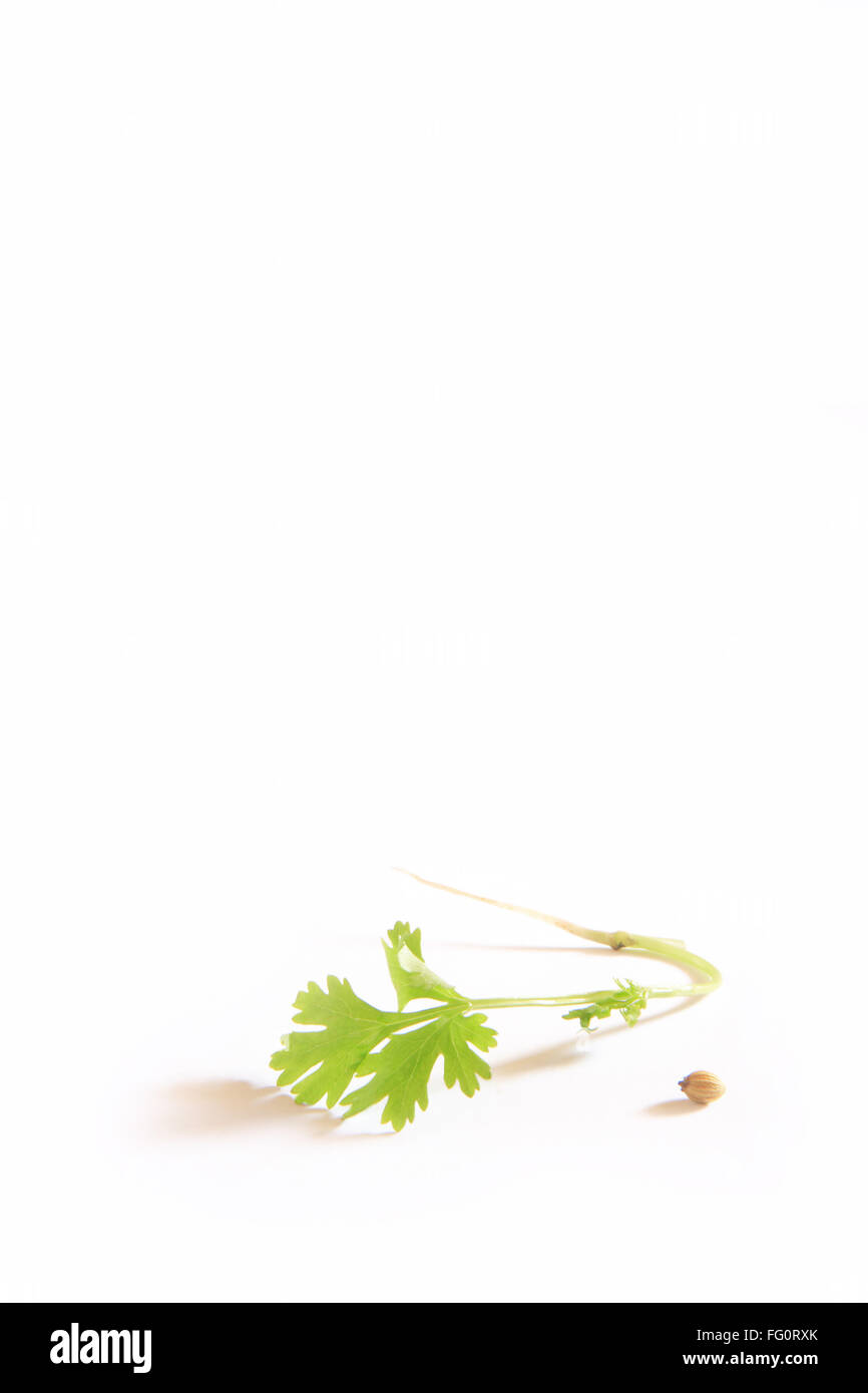 Indian spices , fresh Coriander leaves and seeds Dhania Coriand rum