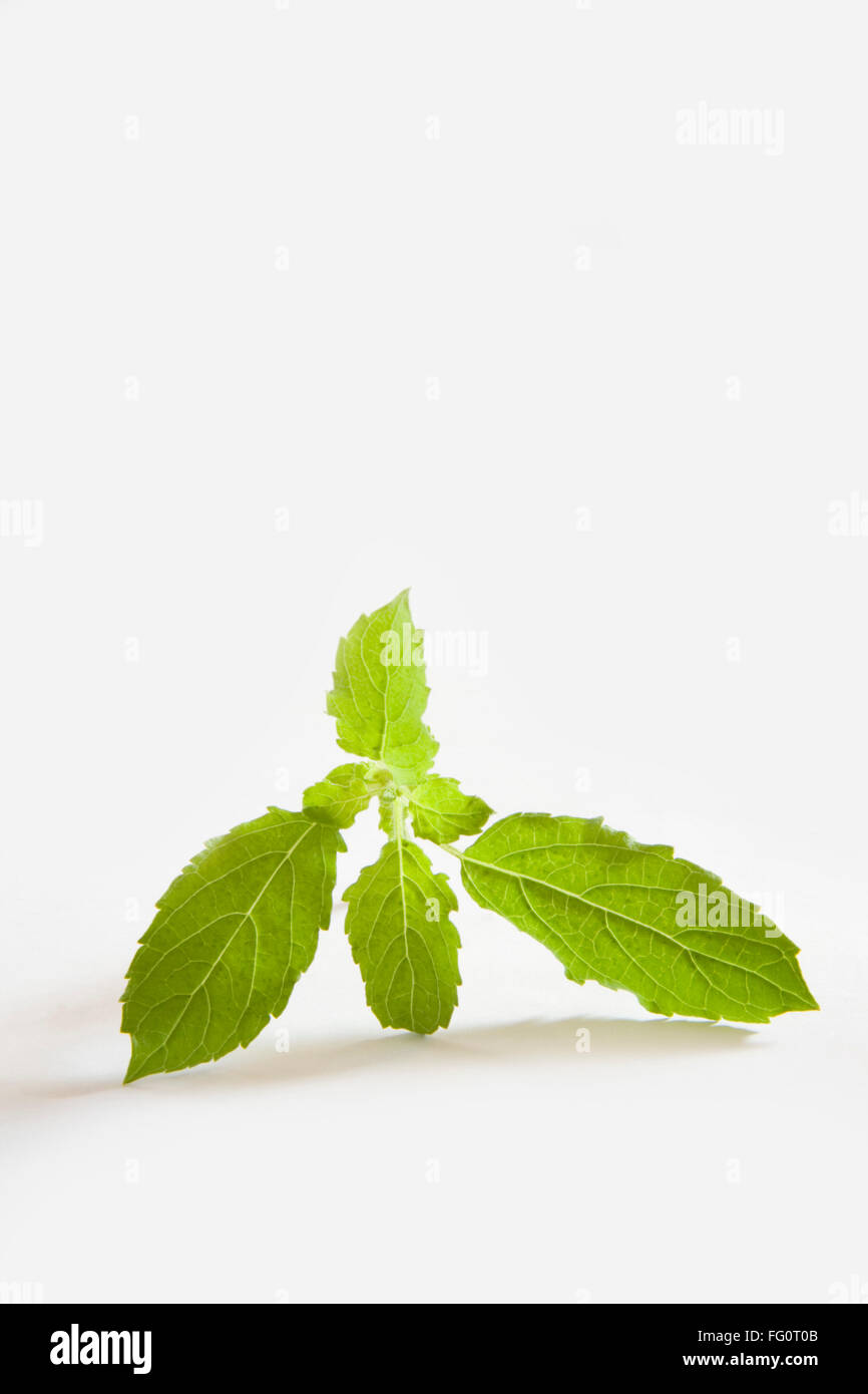 Ocimum sanctum holy basil hires stock photography and images Alamy