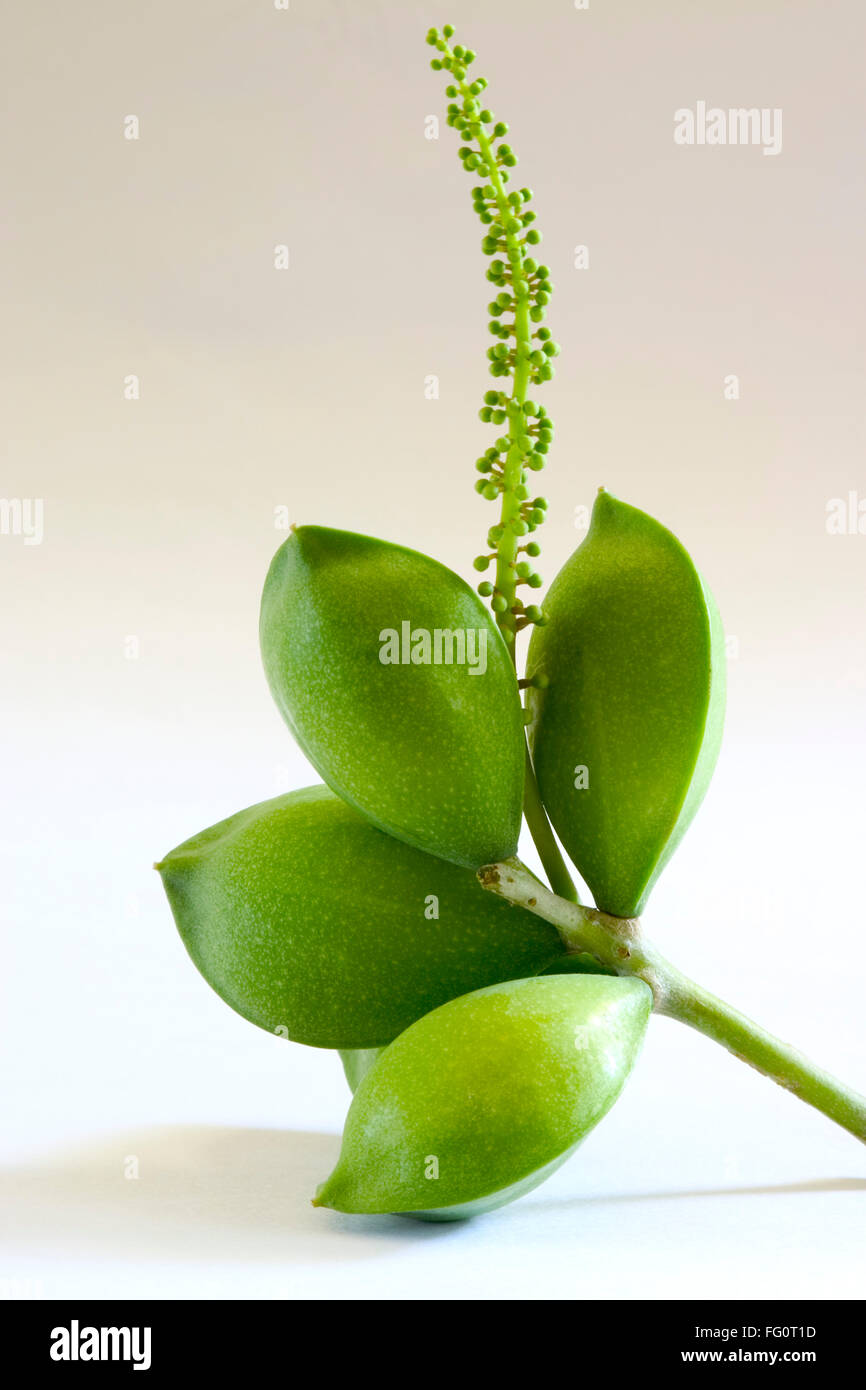 Fruit , four green eye shaped almond badam Prunus dulcis on white background Stock Photo