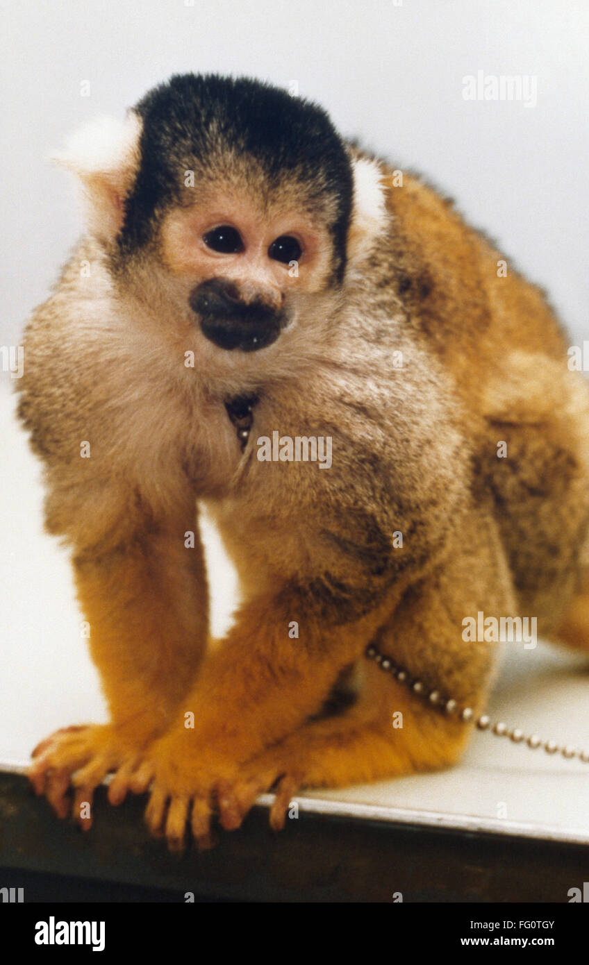 NASA MONKEY, 1985. /nA squirrel monkey, similar to those selected to ...
