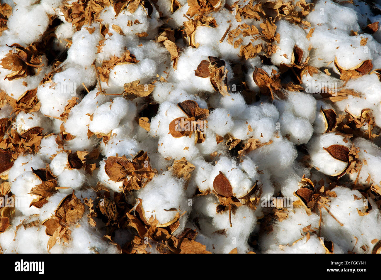 Pile of Cotton boll burst Gossypium herbaceum , Gujarat , India Stock