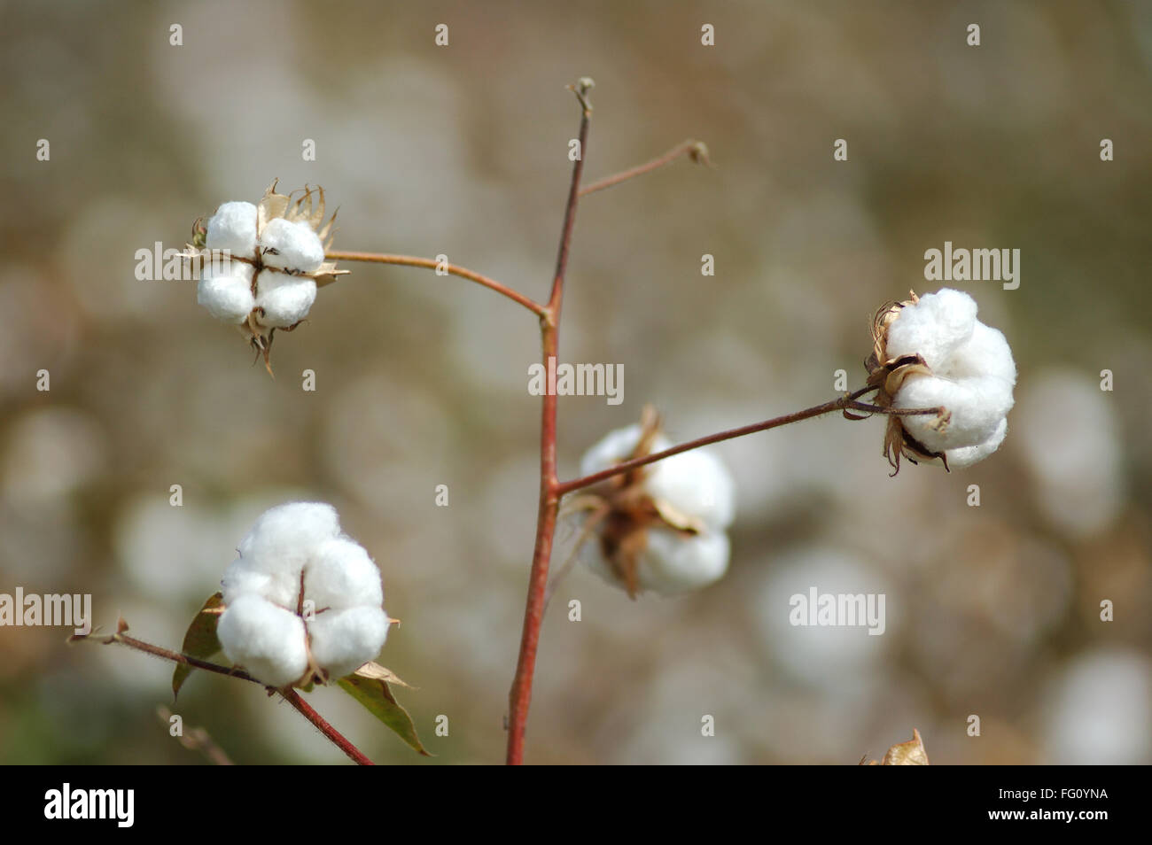 Cotton field , cotton boll burst Gossypium herbaceum ready for harvest