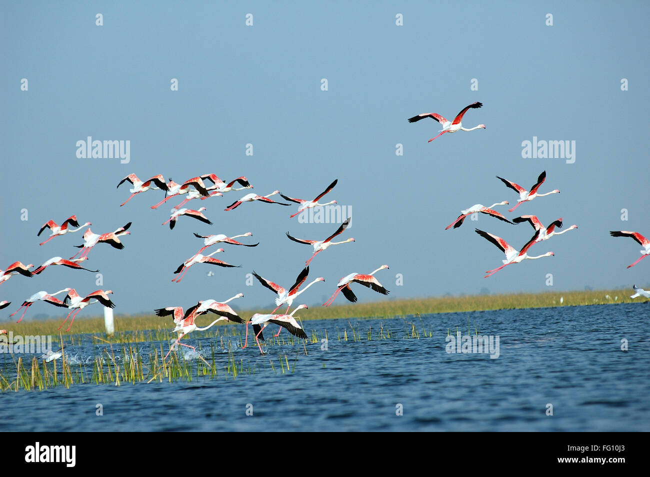 Flamingo birds flying , Nal Sarovar Bird Sanctuary , Gujarat , India - raj 203786 Stock Photo