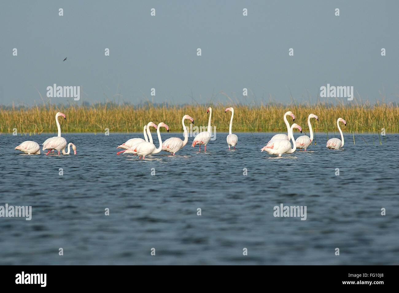 Water birds of india hi-res stock photography and images - Alamy