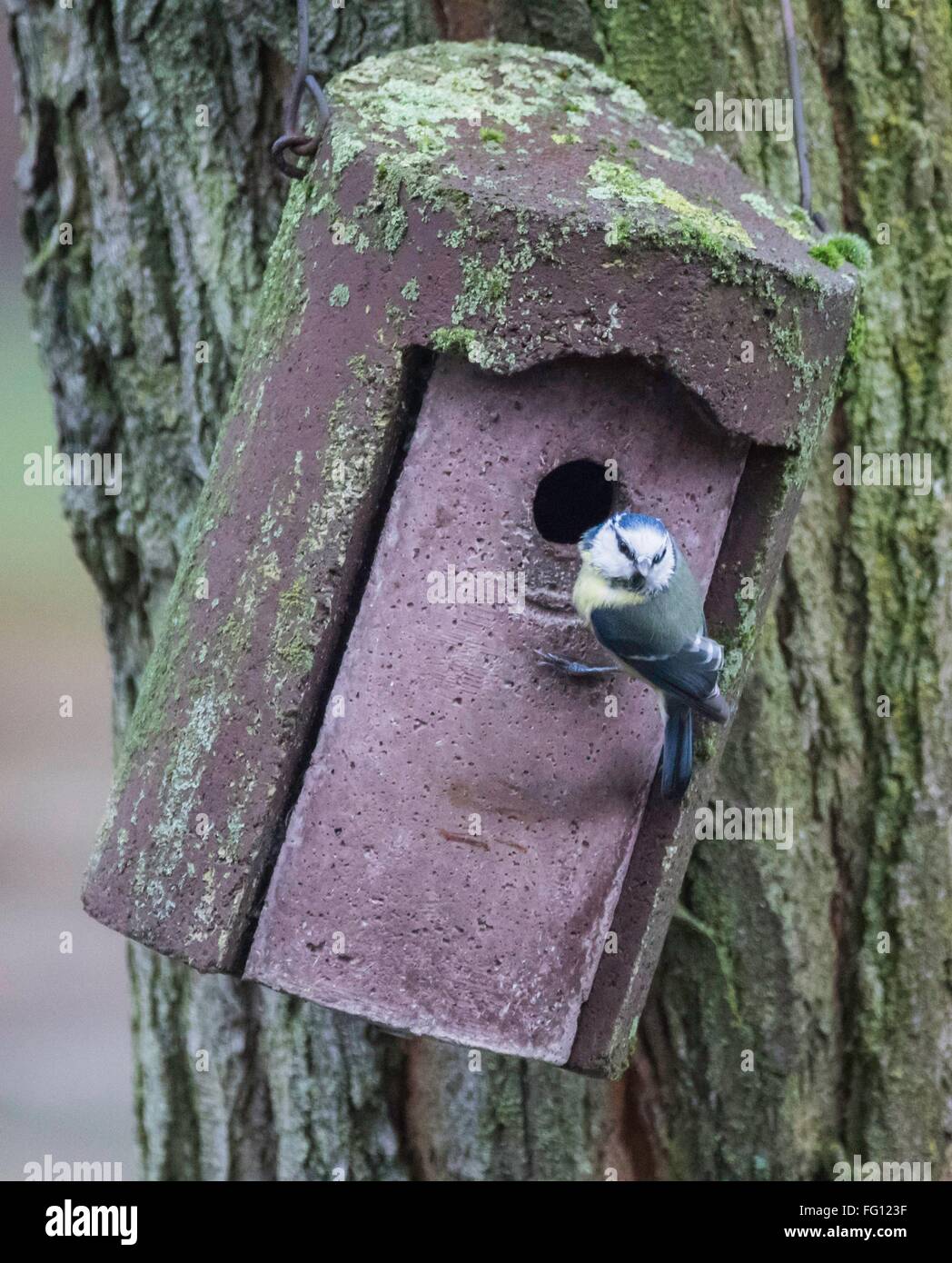 Blue Tit At Nesting Box February 2016 Stock Photo Alamy blue-tit-at-nesting-box-february-2016-stock-photo-alamy