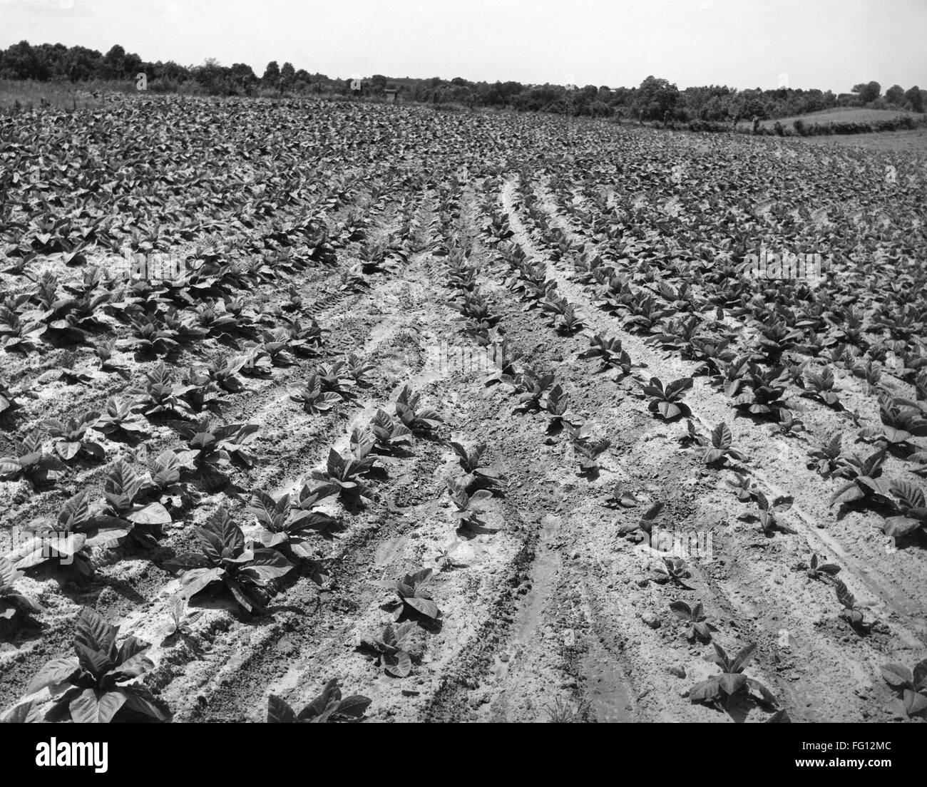MARYLAND TOBACCO FIELD. /nThe tobacco field on the farm of Calvert