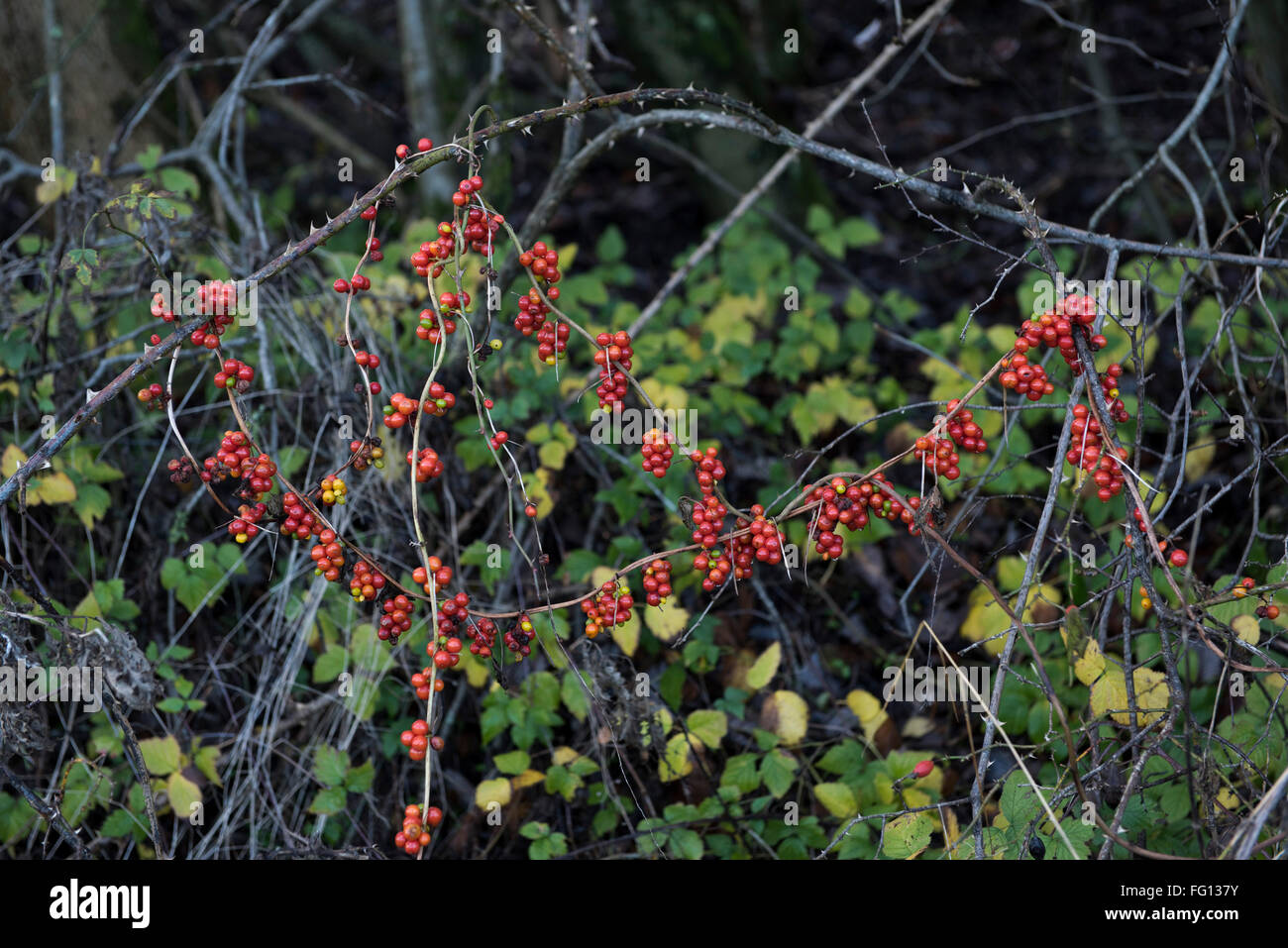 Red ripe fruit of black bryony, Dioscorea communis, on leafless stems in winter, Berkshire, December Stock Photo