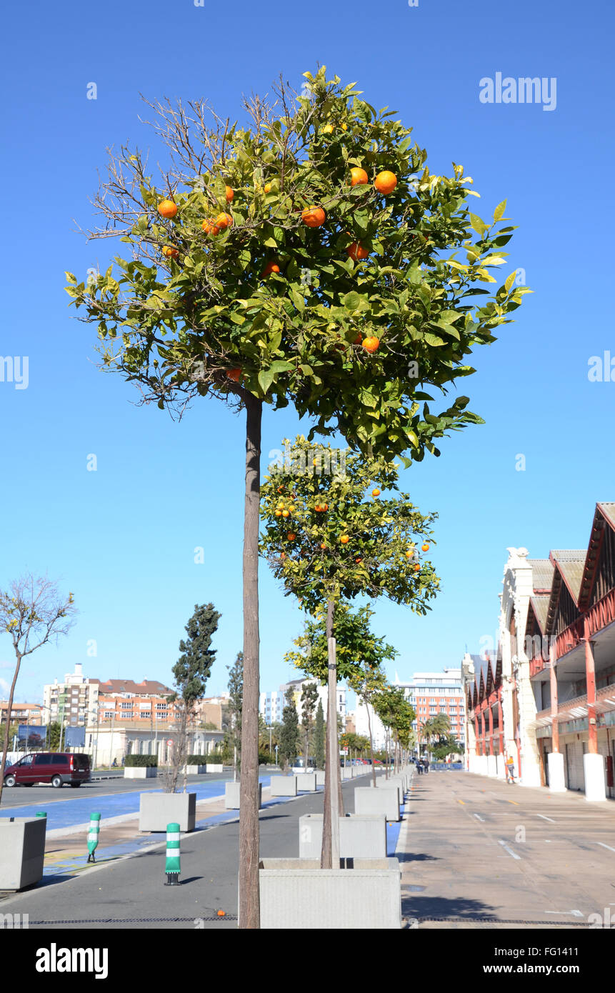 Valencian orange tree hires stock photography and images Alamy
