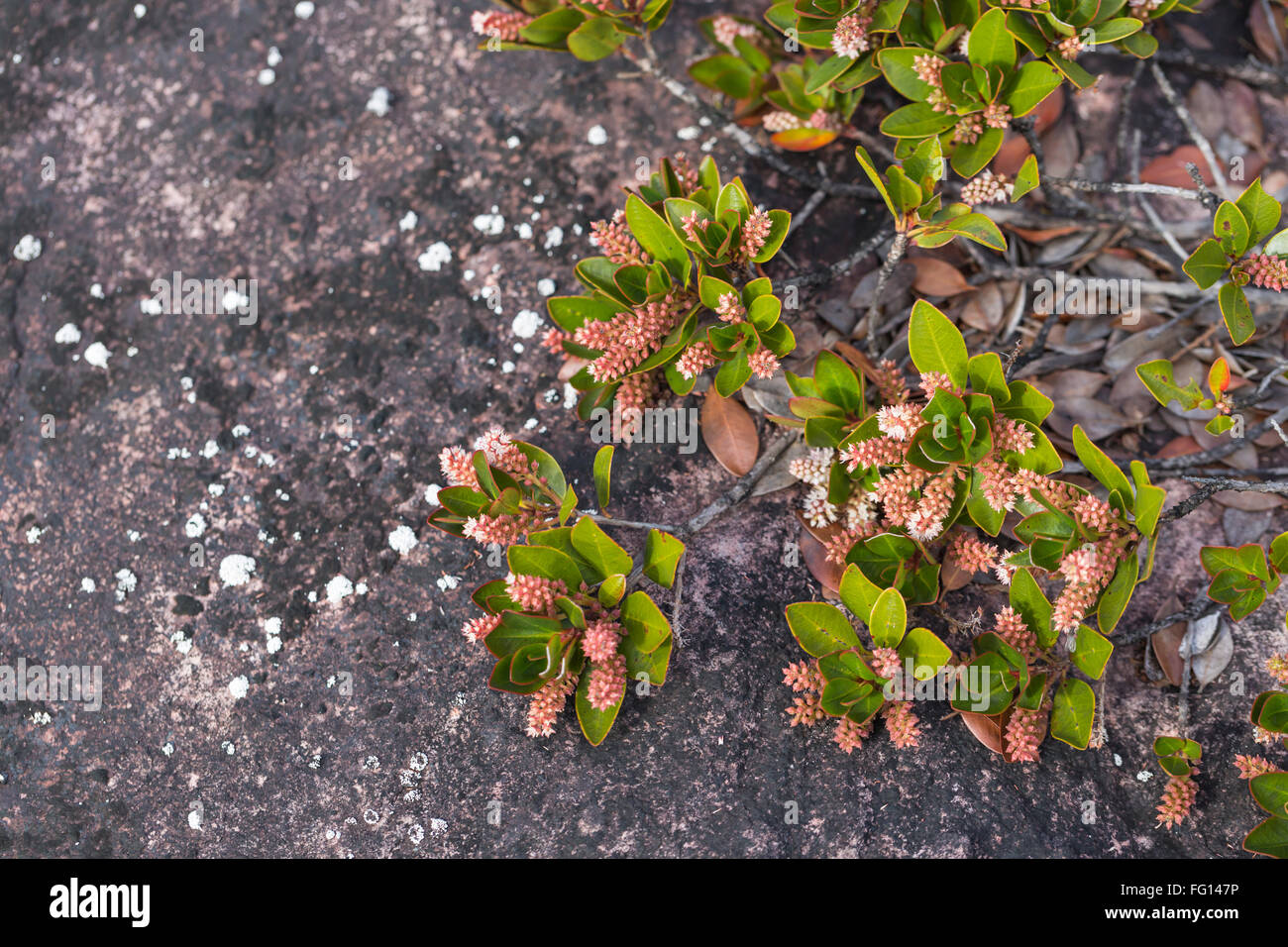 A very rare endemic plants on the plateau of Roraima - Venezuela Stock Photo