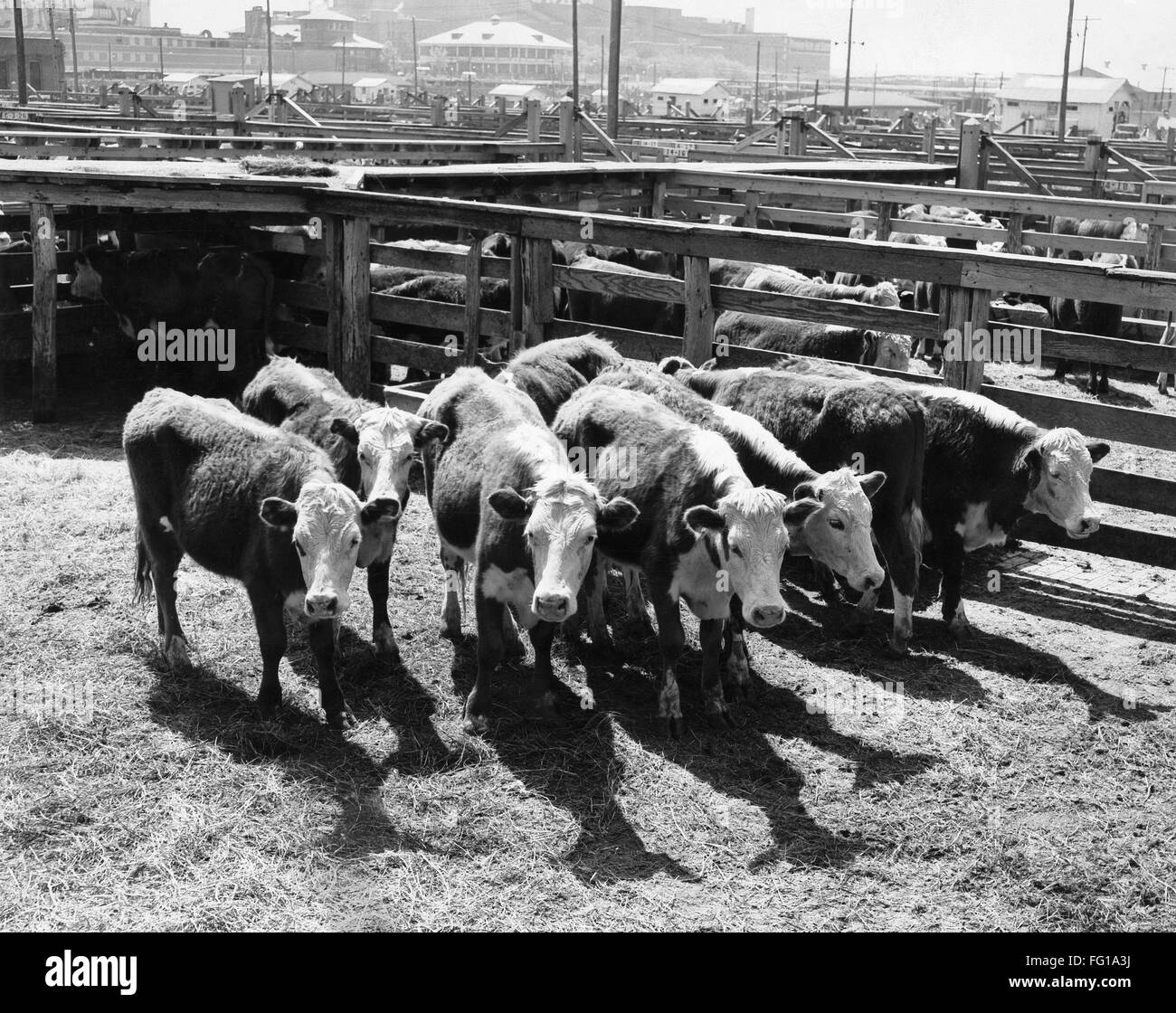 TEXAS CATTLE, c1965. /nCattle in a stockyard in Fort Worth, Texas