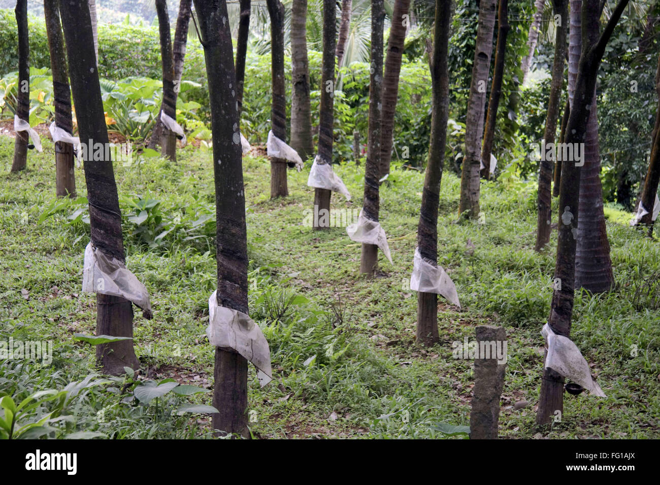 rubber cultivation in india