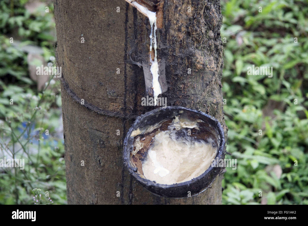 Tapping of natural rubber from rubber tree , Kottayam, Kerala , India Stock Photo