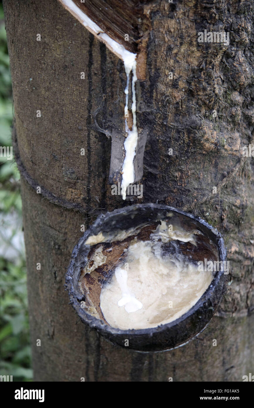 Tapping of natural rubber from rubber tree , Kottayam, Kerala , India Stock Photo