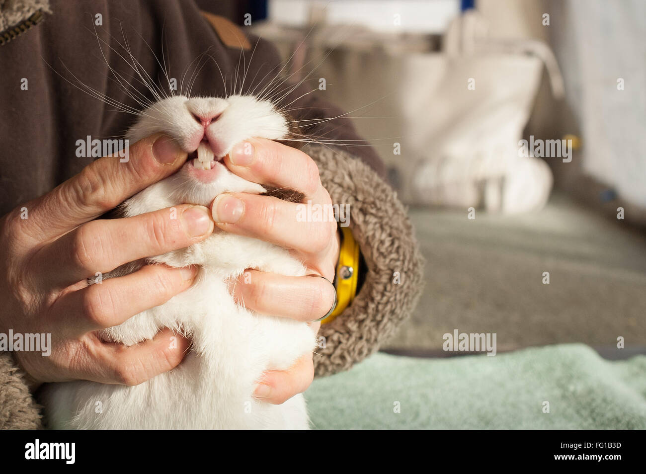 Rabbit Care Dental Check Stock Photo Alamy