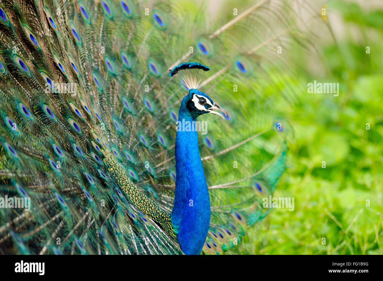 Indian Indian Peafowl High Resolution Stock Photography And Images - Alamy