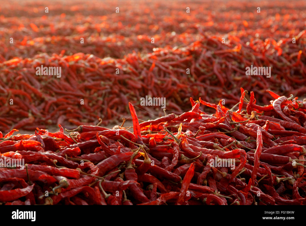 Red chilli drying hi res stock photography and images Alamy