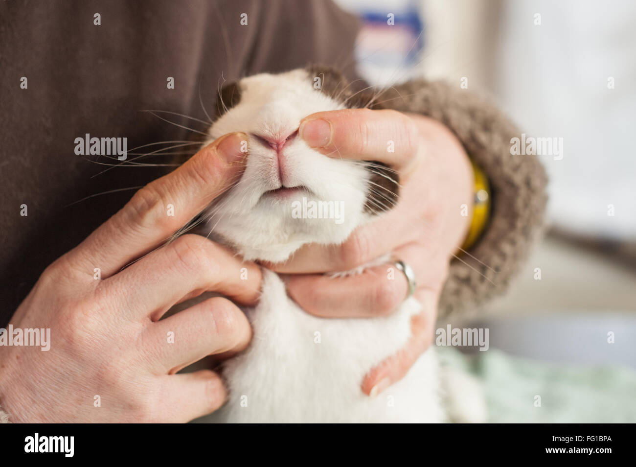 Checking a rabbit's nose as part of a routine health check Stock Photo