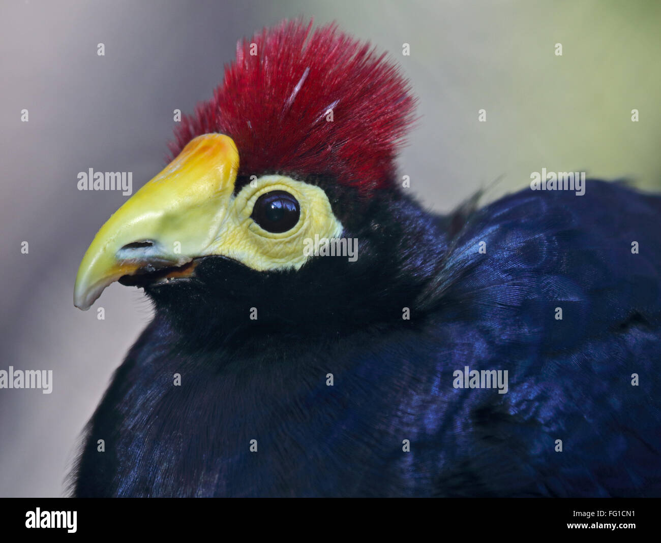 Lady Ross's Turaco (musophaga rossae) Stock Photo