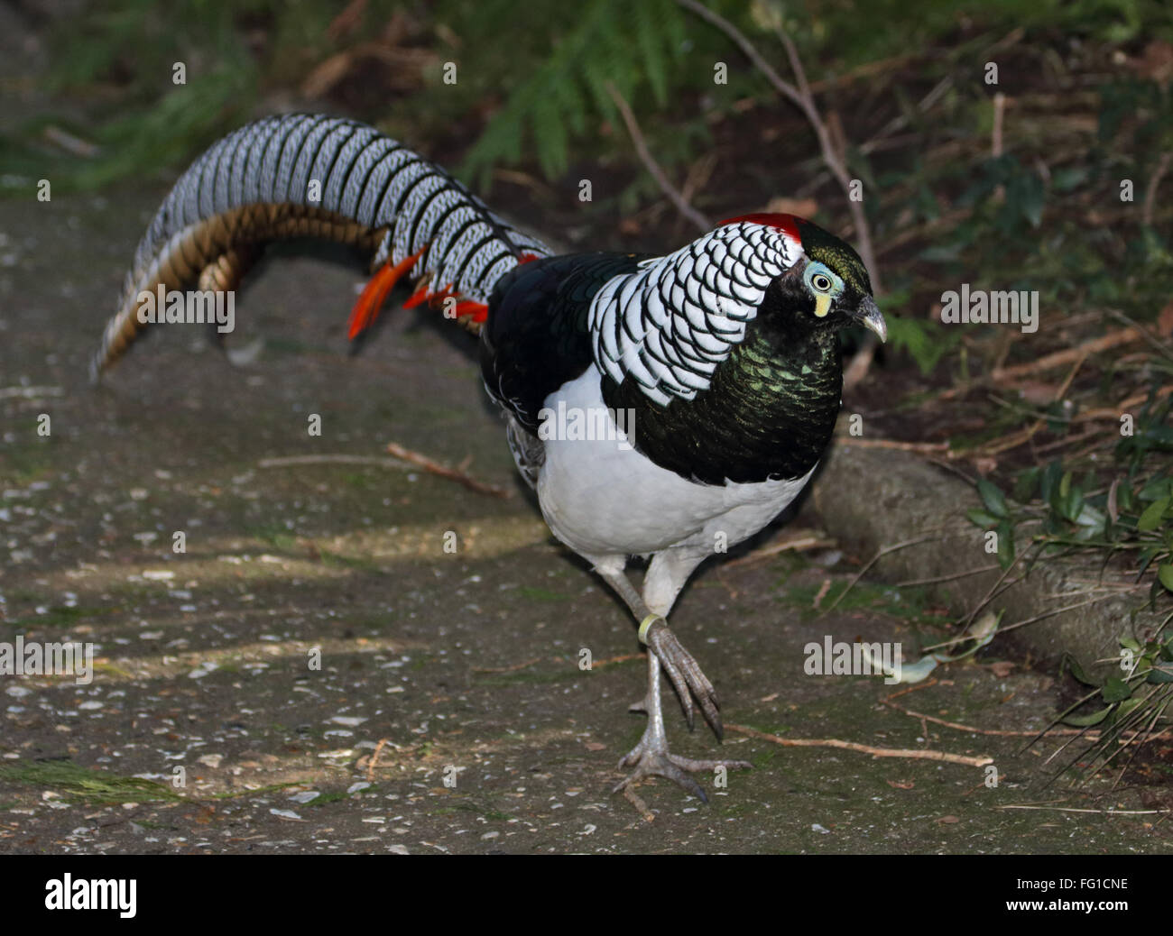 Lady Amherst's Pheasant (chrysolophus amherstiae) male Stock Photo - Alamy