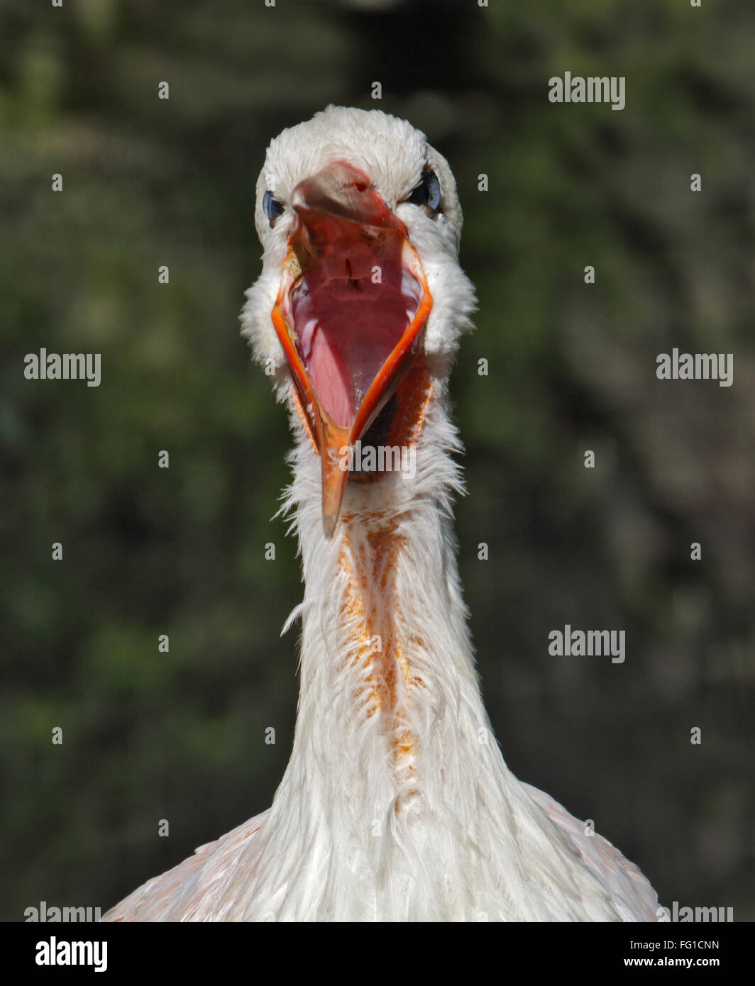White Stork (ciconia ciconia) yawning Stock Photo