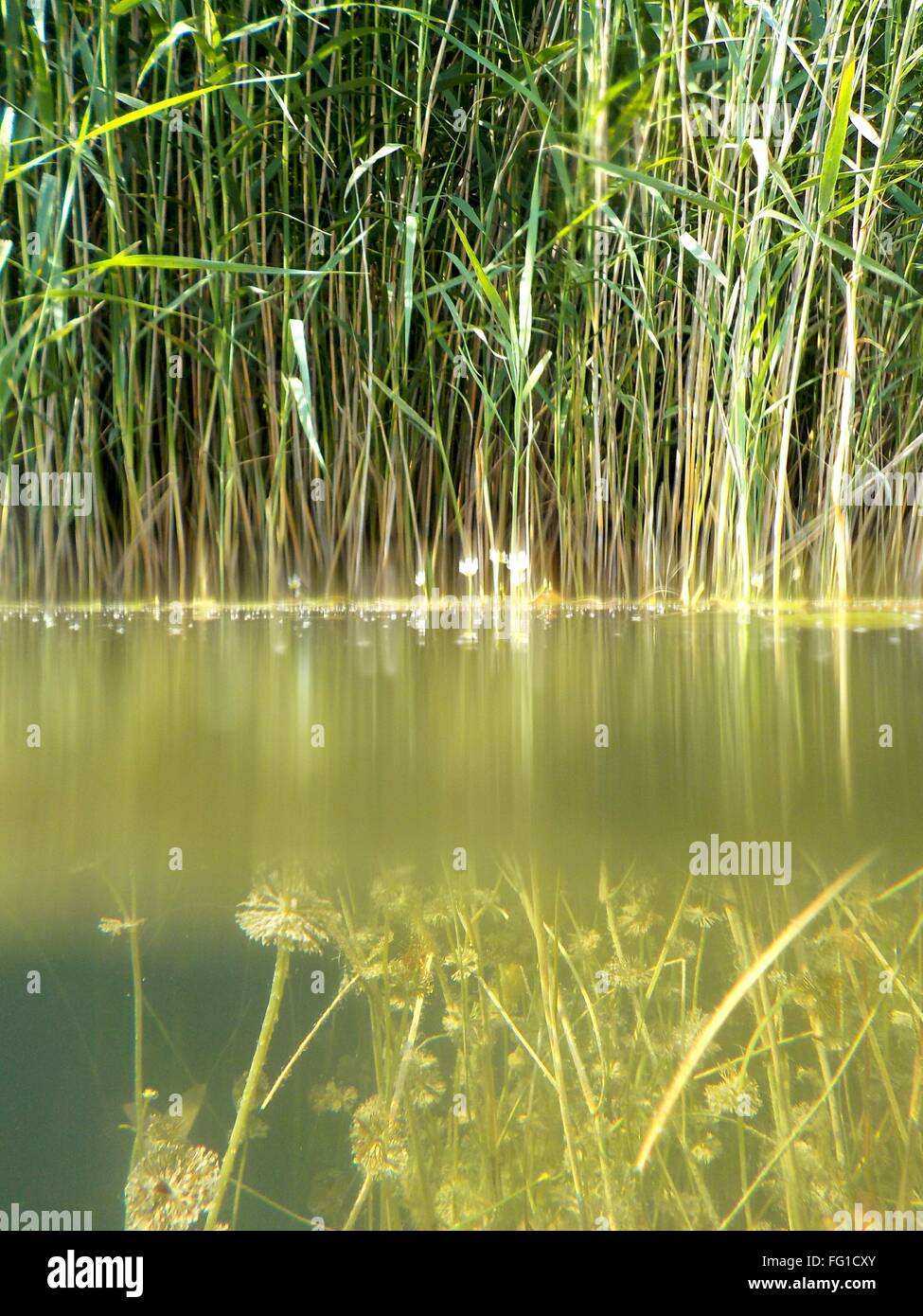 Reeds In Water Stock Photo Alamy