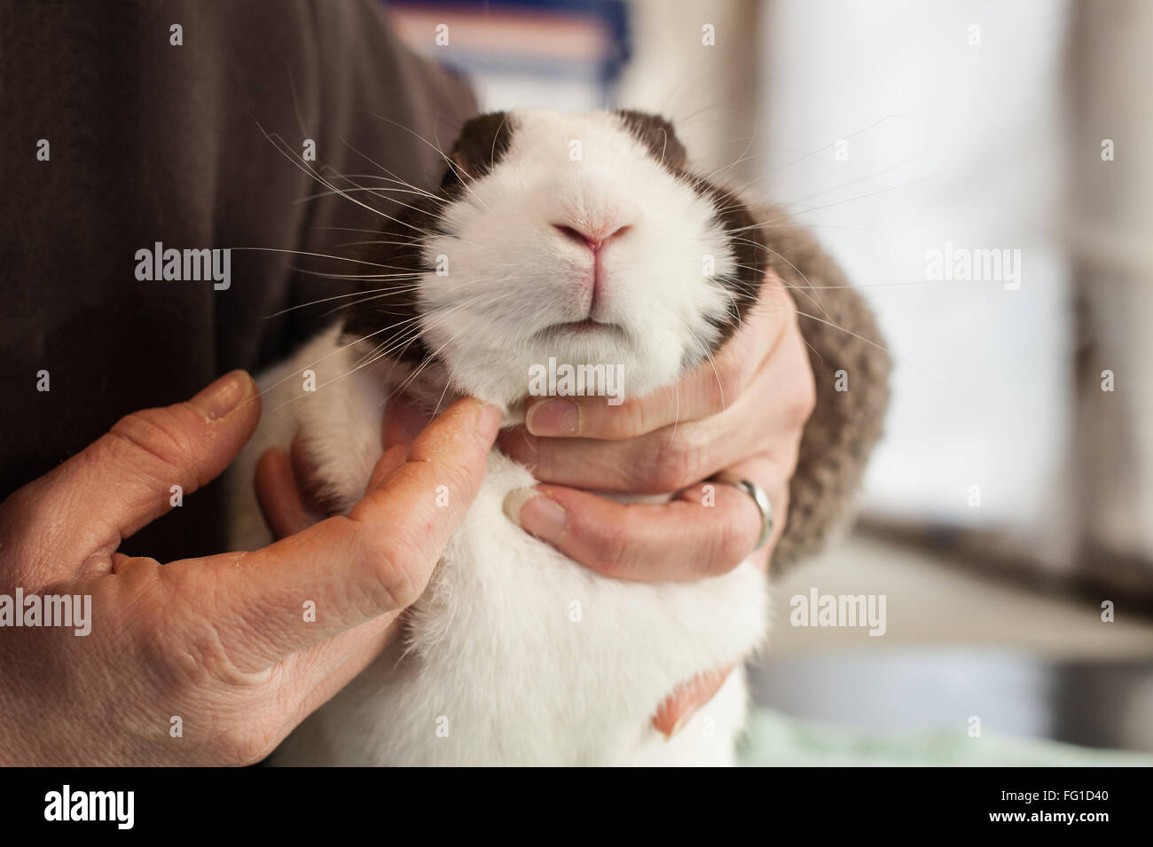 Checking a rabbit's jaw as part of a routine health check Stock Photo