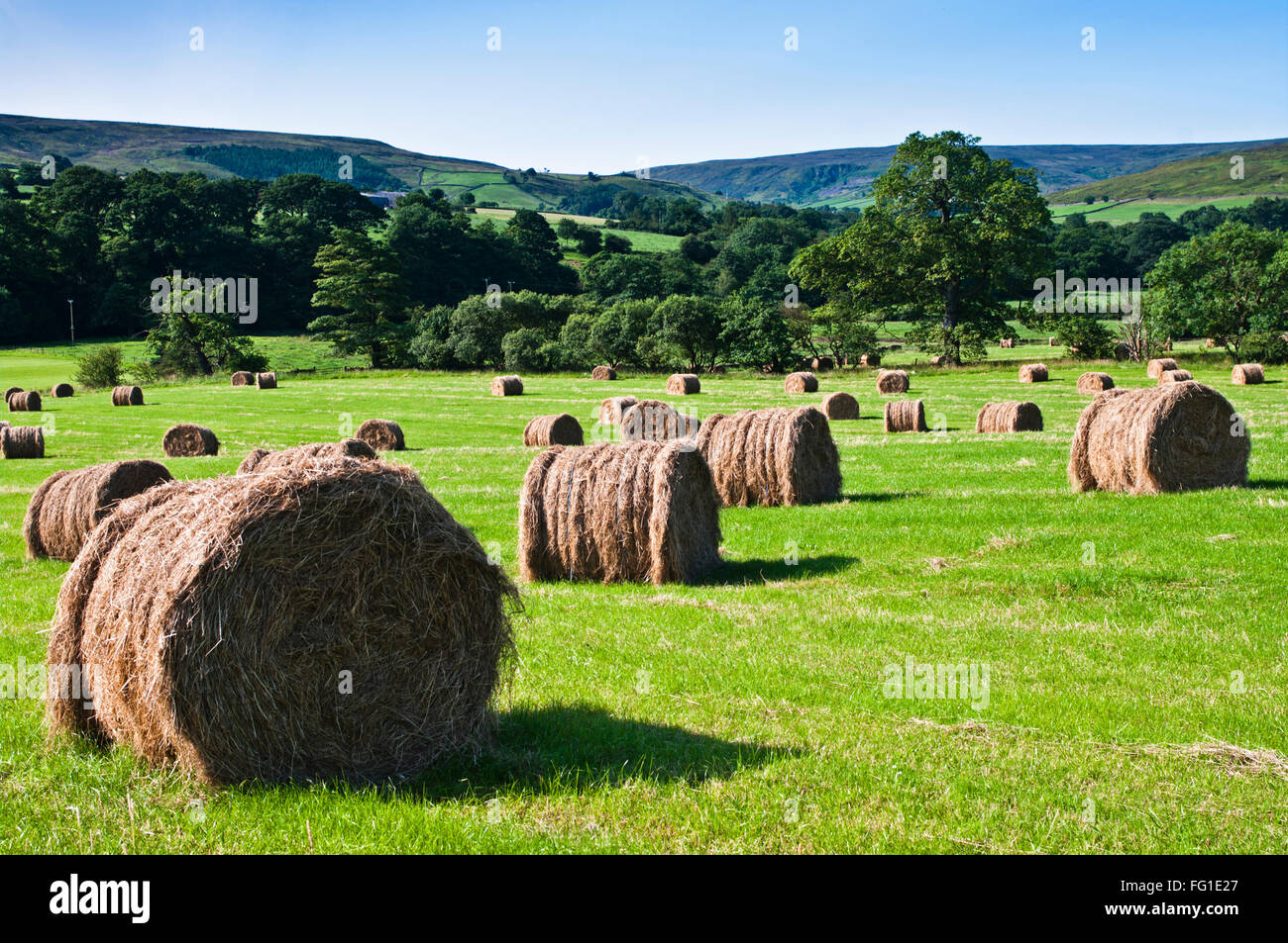 Round hay bales in early morning summer sunshine in a field in Westerdale, North York Moors, Yorkshire, England UK Stock Photo