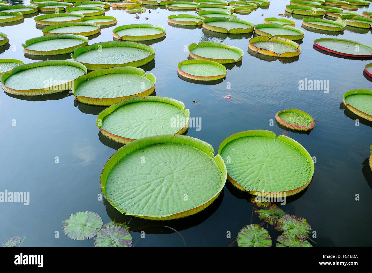 Giant Lily Pads floating on a pond at Chenshan Botanical Garden in Songjiang district of Shanghai China. Stock Photo