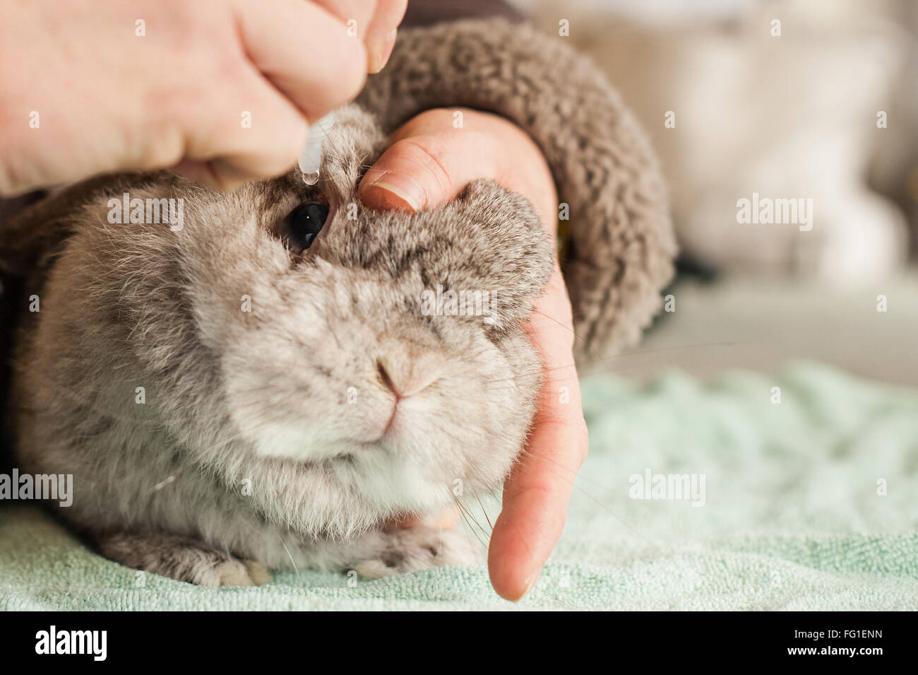 Giving a rabbit eye drops Stock Photo Alamy