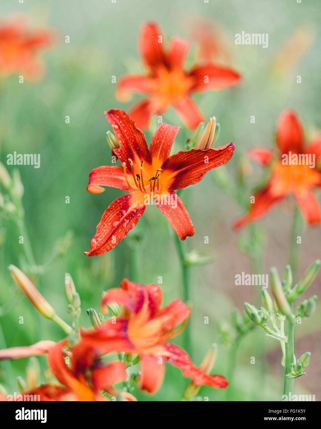 Tiger Lilies Blooming Outdoors Stock Photo Alamy