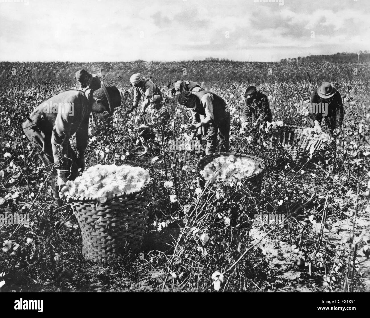 PICKING COTTON. /nWorkers picking cotton in the southern United States