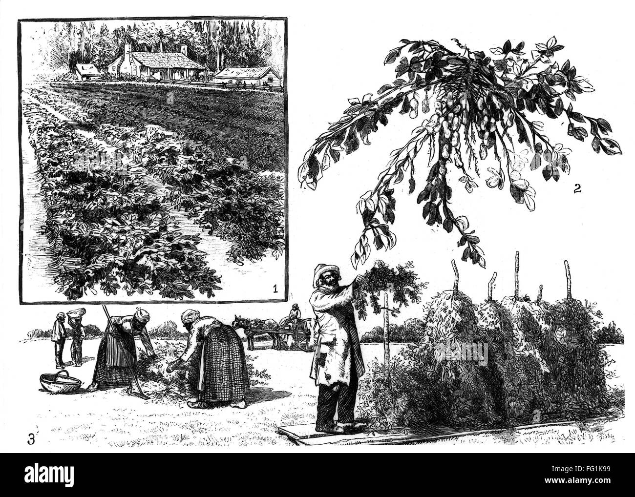 Slavery Mid 19th Century Nslaves At Work In Field Engraving Mid
