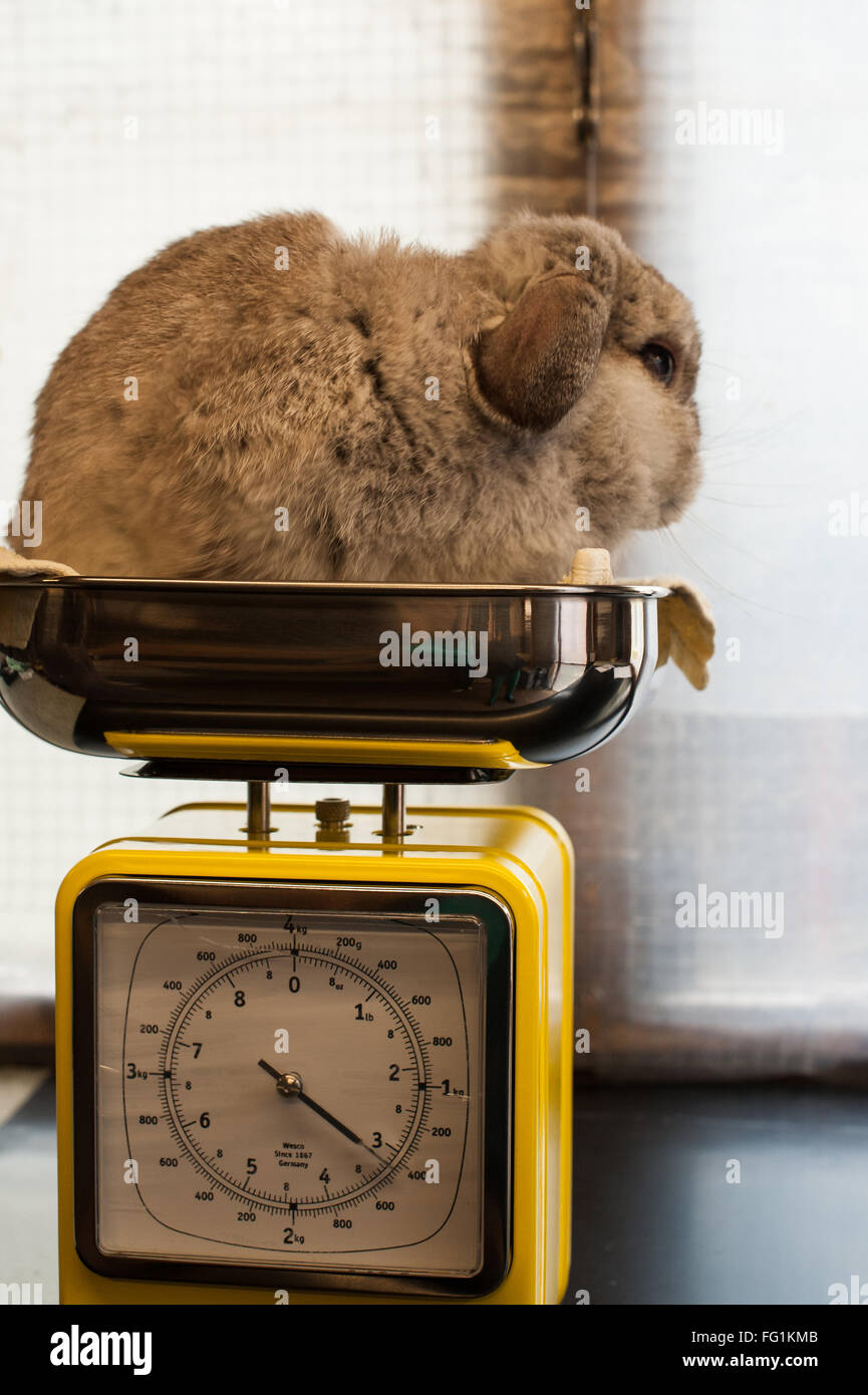 Rabbit Care Weighing Rabbit on Scales Stock Photo Alamy